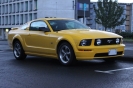 Mustangs in Iceland