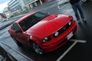 Mustangs in Iceland