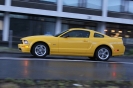 Mustangs in Iceland
