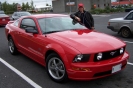 Mustangs in Iceland
