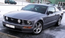 Mustangs in Iceland