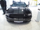 Mustangs in Iceland