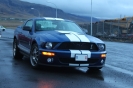 Mustangs in Iceland